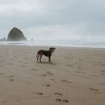 Microadventures: Epic Weekend Escapes for Busy Professionals