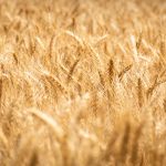 Heritage Seed Saving: Agricultural Tourism Revolution